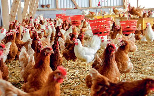 Génie civil - Option animale